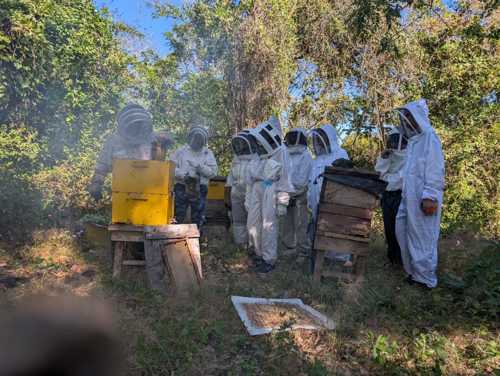 Beekeepers in protective suits gathered around hives during a honey harvesting demonstration