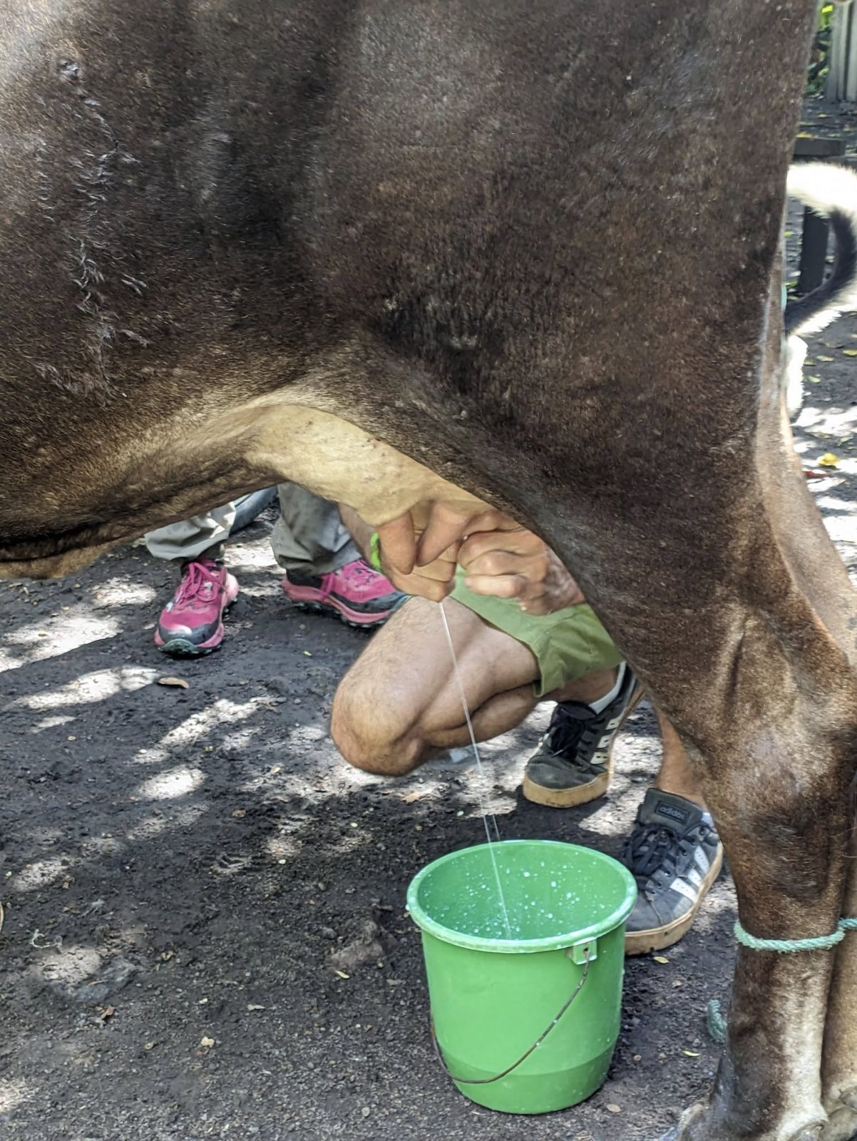 Close-up of fresh milk being hand-milked into a bucket