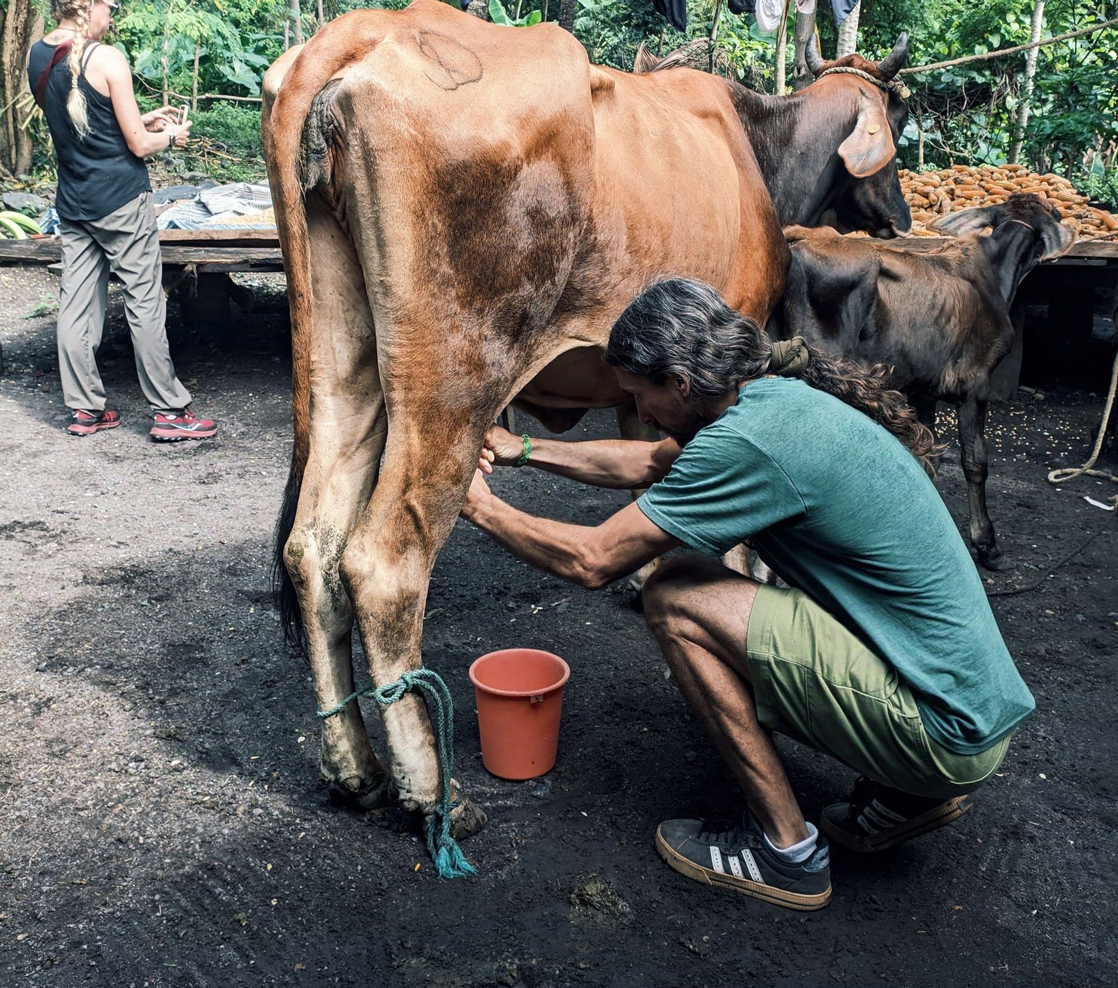 A local farmer hand-milking a cow while a visitor watches on a family farm in Los Ramos